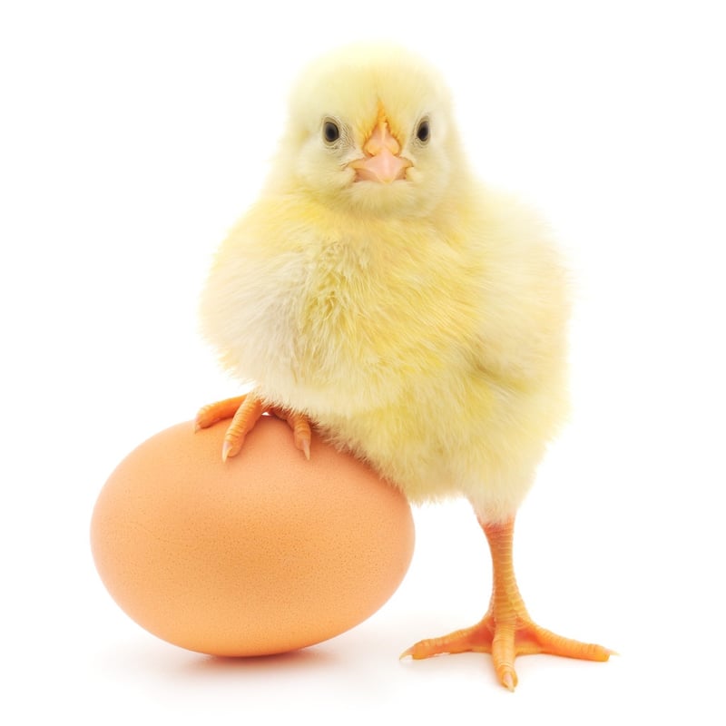 ChickenEgg-1024x1024.jpg