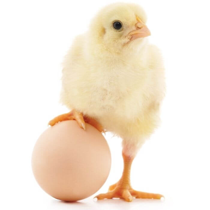 Retirement Planning in Dubai - Chicken or Egg Dilemma-2